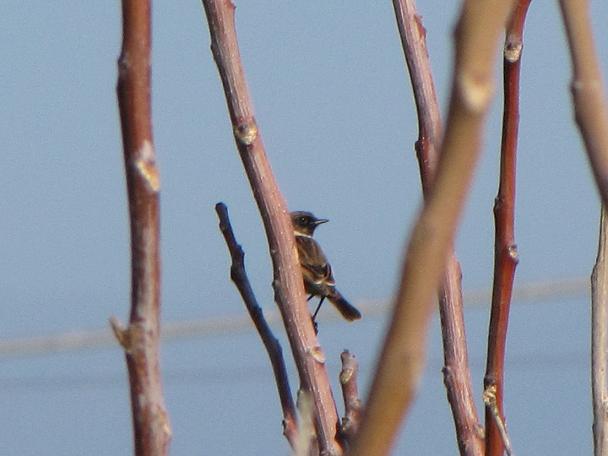 Maschio di saltimpalo